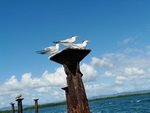 Ausflug Nationalpark  Vögel auf einen zerstörten Landungssteg in der Bucht des Nationalpark Los Hitises (DOM).